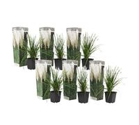 Plant in a Box - Cortaderia selloana - Set de 6 - Pampa plante Blanc - Herbe de la pampa a planter - Pot 9cm - Hauteur 25-40cm