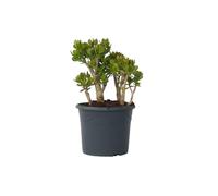Plant in a Box - Crassula ovata 'Minor' XL - Plante d'intérieur - Succulente - ⌀ 30 cm - Hauteur 60-65 cm