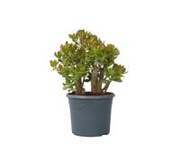 Plant in a Box - Crassula ovata 'Sunset' XL - Plante d'intérieur - Succulente - ⌀ 30 cm - Hauteur 55-60 cm