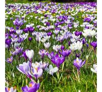 Plant in a Box - Crocus Large Flowering Mix - Bulbes à fleurs x30 - Crocus - Violet/Jaune
