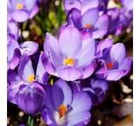 Plant in a Box - Crocus Ruby Giant - 100x Bulbes de Crocus - Bulbes à floraison précoce résistants au froid
