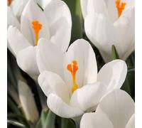 Plant in a Box - Crocus White - Bulbes de fleurs x30 - Crocus des Pays-Bas- blanc - Floraison précoce