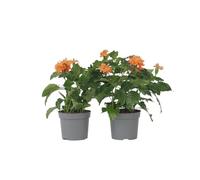 Plant in a Box - Crossandra infundibuliformis Fortuna - Set de 2 - Plante verte interieur vivante fleurie - Purification de l'air - Pot 13cm - Hauteur 20-30cm