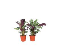 Plant in a Box - Ctenanthe 'Marante' - Set de 2 - Burle-marxii - Feuilles vertes/violettes - Pot 12cm - Hauteur 25-40cm