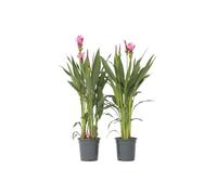 Plant in a Box - Curcuma alismatifolia Siam Supreme - Set de 2 - Plante d'intérieur tropicale à fleurs Curcuma - Pot 19cm - Hauteur 70-90cm