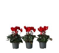 Plant in a Box - Cyclamen de Perse - Set de 6 - Cyclamen persicum 'Winfall Scarlet' - Hauteur 10-20cm - Pot 9cm - Plante fleurie pour l’automne et l’hiver - Facile d’entretien et décorative