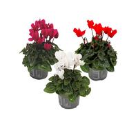 Plant in a Box - Cyclamen Persicum - Mélange de 3 - Cyclamen de Perse - Plantes d'intérieur à fleurs - Pot 9cm - 10-20cm