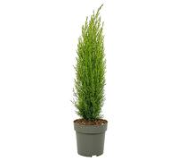 Plant in a Box - Cyprès de Toscane 'Totem' - Cupressus sempervirens - Pot 19cm - Hauteur 60-80cm