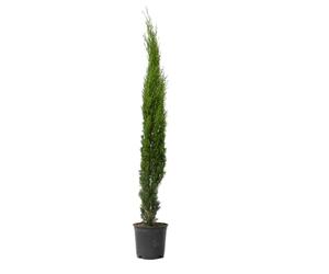 Plant in a Box - Cyprès de Toscane 'Totem' - Cupressus sempervirens - Pot 19cm - Hauteur 70-80cm