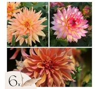 Plant in a Box - Dahlia 'Labyrinth' - lot de 6 - floraisons d'été - tubercules de dahlia - fleurs de jardin - Orange/Rose