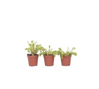 Plant in a Box - Dionaea Muscipula - Venus piège à mouches - Lot de 3 - Plante carnivore - Plante d'intérieur - Pot 5,5cm - Hauteur 5-10cm