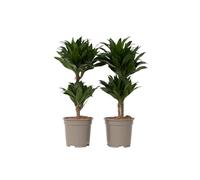 Plant in a Box - Dracaena deremensis 'Compacta' - lot de 2 - Dragonnier - Plantes d'intérieur - Taille du pot 17cm - Hauteur 50-65cm