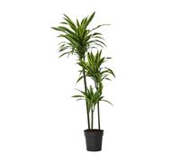 Plant in a Box - Dracaena fragrans Deremensis - Lemon Lime - Dragonnier - Pot 24cm - Hauteur 130-140cm