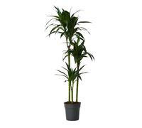 Plant in a Box - Dracaena fragrans Janet Craig - Grande plante d'intérieur - Dragonnier - Véritable plante d'intérieur - Pot 24cm - Hauteur 140-150cm