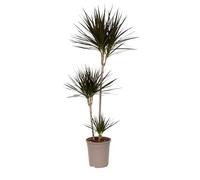 Plant in a Box - Dracaena Marginata XL - Dragonnier - Plante d'intérieur verte - Pot de 24cm - Hauteur de 110-130cm