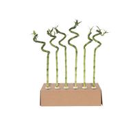 Plant in a Box - Dracaena sanderiana - Set de 6 - Lucky Bamboo - Plante de bambou porte-bonheur véritable - Hauteur 40-50cm