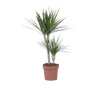 Plant in a Box - Draceana Marginata - Dragonnier - Plante d'intérieur verte - Pot 17cm - Hauteur 70-80cm