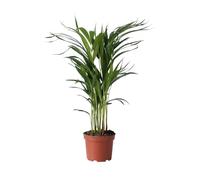 Plant in a Box - Dypsis Lutescens Palmier Areca - Plantes d'intérieur - Palmier Areca - Palmier Papillon - Pot 17cm - Hauteur 60-70cm