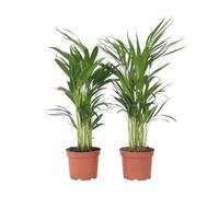 Plant in a Box - Dypsis Lutescens Palmier Areca - Set de 2 - Plantes d'intérieur - Palmier Areca - Palmier Papillon - Pot 17cm - Hauteur 60-70cm