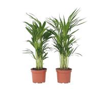 Plant in a Box - Dypsis Lutescens Palmier Areca - Set de 4 - Plantes d'intérieur - Palmier Areca - Palmier Papillon - Pot 17cm - Hauteur 60-70cm