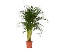 Plant in a Box - Dypsis Lutescens - Plante d'interieur - Palmier Areca - Palmier Papillon - Pot 21cm - Hauteur 100-120cm