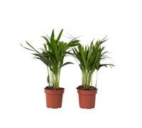 Plant in a Box - Dypsis Lutescens - Set de 2 - Palmier Areca - Palmier Papillon - Palmier d interieur purificatrices d'air - Pot 12cm - Hauteur 30-45cm
