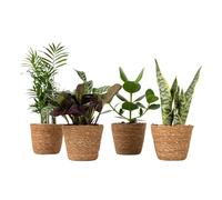 Plant in a Box - Easy Care Mix - Lot de 4 Plantes d’intérieur faciles à entretenir avec paniers décoratifs - Hauteur 25-40cm - Pot 12cm - Idéal pour maison ou bureau