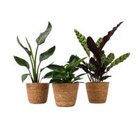 Plant in a Box - Ensemble de maison verte - Lot de 3 paniers décoratifs - Calathea, Philodendron, Strelitzia - Plantes en pot vertes - Pot de fleurs 12cm - Hauteur 25-40cm