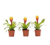 Plant in a Box - Épée flamboyante - Lot de 3 - Tillandsia Vriesea « Dorado » - Hauteur 15-25 cm - Pot de 7 cm - Plantes d'intérieur exotiques purifiantes