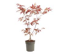 Plant in a Box - Érable du Japon - Acer palmatum 'Atropurpureum' - Hauteur 25-40cm - Pot 10,5cm - Plante d’extérieur - Rouge