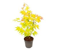 Plant in a Box - Érable du Japon - Acer palmatum 'Orange Dream' - Hauteur 25-40cm - Pot 10,5cm - Plante d’extérieur - Vert - Orange