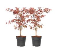 Plant in a Box - Érables du Japon - Set de 2 - Acer palmatum 'Atropurpureum' - Hauteur 60-70cm - Pot 19cm - Plante d’extérieur - Rouge