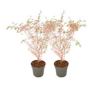Plant in a Box - Érables du Japon - Set de 2 - Acer palmatum 'Taylor' - Hauteur 50-60cm - Pot 19cm - Plante d’extérieur - Vert - Rose