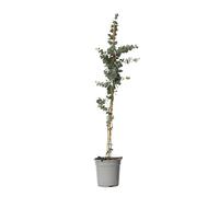 Plant in a Box - Eucalyptus cinerea 'Dollar en argent' - Eucalyptus Argenté à Feuilles Rondes - Plante d'Eucalyptus - Pot 19cm - Hauteur 90-110cm