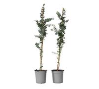 Plant in a Box - Eucalyptus cinerea 'Dollar en argent' - Set de 2 - Eucalyptus Argenté à Feuilles Rondes - Plante d'Eucalyptus - Pot 19cm - Hauteur 90-110cm