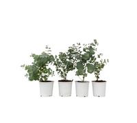 Plant in a Box - Eucalyptus Pulverulenta 'Bleu bébé' - Set de 4 - Pot 12cm - Hauteur 25-40cm