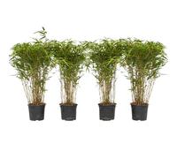 Plant in a Box - Fargesia nitida 'Gansu' - Set de 4 - Bambou sacré - Bambou plante exterieur rustique non traçant - Pot 17cm - Hauteur 50-70cm