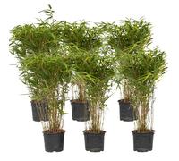 Plant in a Box - Fargesia nitida 'Gansu' - Set de 6 - Bambou sacré - Bambou plante exterieur rustique non traçant - Pot 17cm - Hauteur 50-70cm