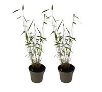 Plant in a Box - Fargesia papyrifera 'Blue Dragon' - Bambou à papier - Lot de 2 - Pot 13cm - Hauteur 30-40cm