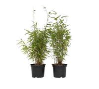 Plant in a Box - Fargesia 'Red Dragon' - Bambou rouge - Set de 2 - Bambou plante exterieur rustique non traçant - Pot 17cm - Hauteur 50-70cm
