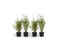Plant in a Box - Fargesia 'Red Dragon' - Bambou rouge - Set de 4 - Bambou plante exterieur rustique non traçant - Pot 17cm - Hauteur 50-70cm
