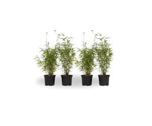 Plant in a Box - Fargesia 'Red Dragon' - Bambou rouge - Set de 4 - Bambou plante exterieur rustique non traçant - Pot 17cm - Hauteur 50-70cm
