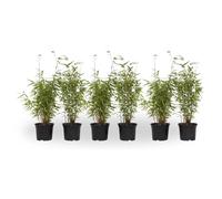 Plant in a Box - Fargesia 'Red Dragon' - Bambou rouge - Set de 6 - Bambou plante exterieur rustique non traçant - Pot 17cm - Hauteur 50-70cm