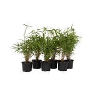 Plant in a Box - Fargesia Rufa - Set de 18 - Bambou des neiges - Arbuste exterieur - Persistant - Vert - Pot 13cm - Hauteur 25-40cm