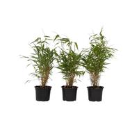Plant in a Box - Fargesia Rufa - Set de 3 - Bambou des neiges - Arbuste exterieur - Persistant - Vert - Pot 13cm - Hauteur 25-40cm