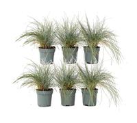 Plant in a Box - Festuca glauca 'Elijah Blue' - Set de 6 Festuca - Fétuque glauque - Plante de jardin - Pot 9cm - Hauteur 10-15cm