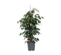Plant in a Box - Ficus benjamina Danielle - Figuier pleureur - Plante d'intérieur - Pot 21cm - Hauteur 100-110cm