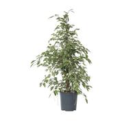 Plant in a Box - Ficus Benjamina Twilight - Figuier pleureur - Plante d'intérieur - Pot 21cm - Hauteur 100-110cm