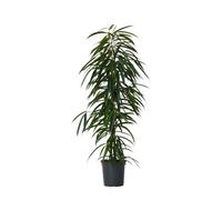 Plant in a Box - Ficus Binnendijckii Alii - Figuier pleureur - Plante d'intérieur - Pot 21cm - Hauteur 100-110cm