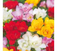 Plant in a Box - Freesia 'Double mélange' - Set de 40 - Bulbes - Frésia - Bulbes de fleurs à floraison estivale pour jardin, terrasse ou balcon
